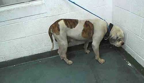 A Frightened Dog in An Animal Shelter, Too Scared To Look Around