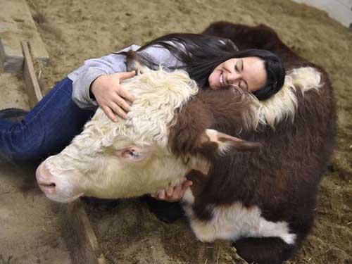 Dudley the cow enjoys a cuddle at The Gentle Barn