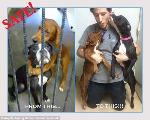 Dogs Saved From Euthanasia