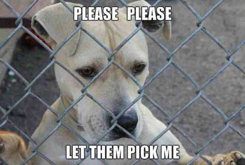 Homeless Pets/Dogs - Please let them pick me!