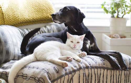 Adopting A Shelter Dog Myth 2 - Badly Behaving Animals