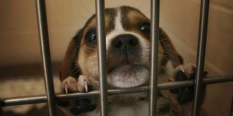 Shelter Animal Myths Dispelled