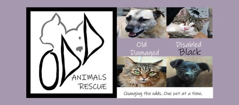 Odd Animal Rescue