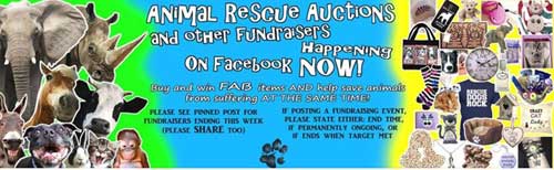 Your crafts can raise money to help animals by being sold or auctioned through social media groups