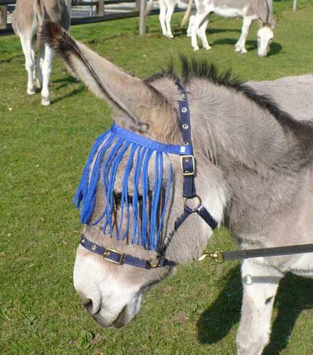 Donkey wearing a fly mask