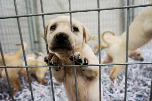 Strips of shredded office paper can be used in puppy enclosures at animal rescue shelters – like here at the ASPCA