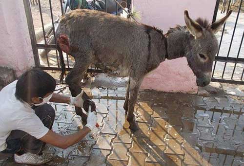 A working donkey has its wounds treated by The Asswin Project