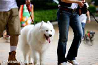Easy Fundraising Ideas For Charity - Sponsored Dog Walks