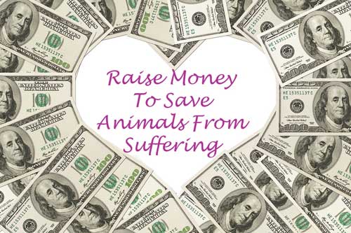 Raise Money To Save Animals From Suffering