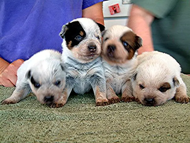 3-Week Old Puppies