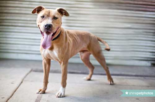 Online charity fundraising idea: Downtown Dog Rescue held a contest to name this nameless dog