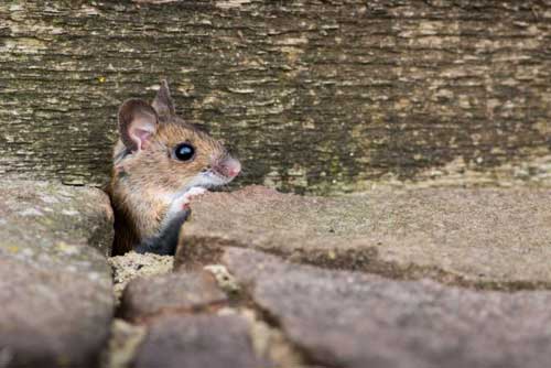 A photo of a field mouse entered into an online charity fundraising photo competition