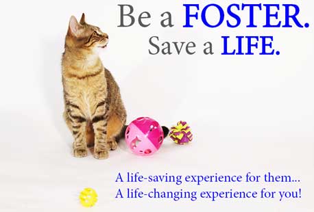 Be A Foster, Save A Life