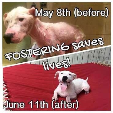 Fostering Saves Lives