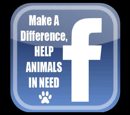 Save animals lives by raising money to help animals through Facebook