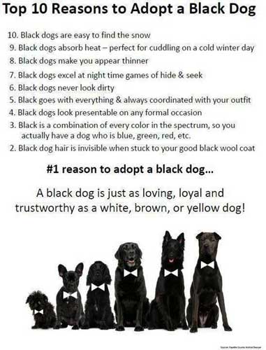 Black Pets Are Often Overlooked
