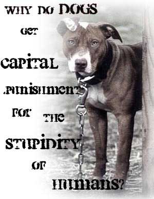So Called Dangerous Dogs and Overlooked Shelter Pets Are Punished For Human Stupidity