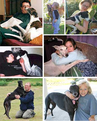 Greyhounds make wonderful gentle pets