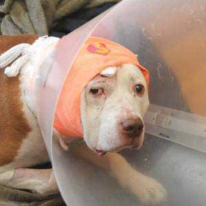 This Dog Was Shot In The Head Trying To Protect Its Owner