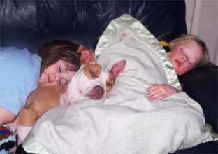 Staffies are the nanny dogs