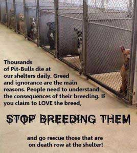 Stop Breeding Dogs