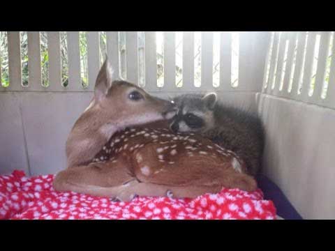 An orphaned fawn and raccoon