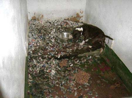 Breeders have no concern for animal welfare