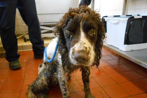 This Cocker-Spaniel was abandoned and tied to a bin in Newport, Wales