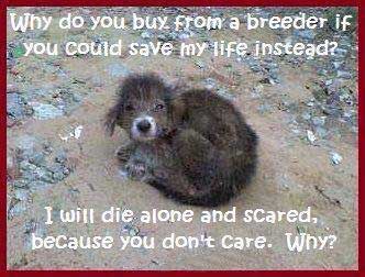 Don’t let this happen – Adopt, Foster or Sponsor a pet