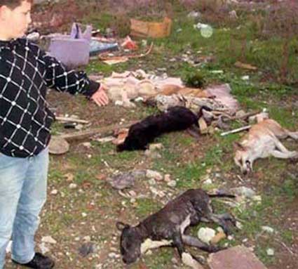 Mass poisoning of dogs in Bulgaria