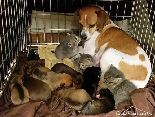 Puppies and kittens commonly found in shelters