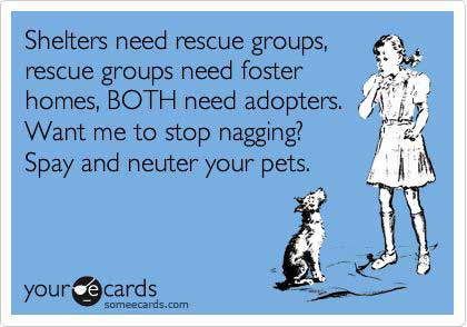 Adopt a rescue pet, or foster one, and always spay and neuter