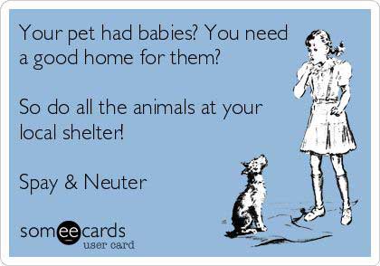 Constant new litters of pets kills chances of shelter pets being adopted