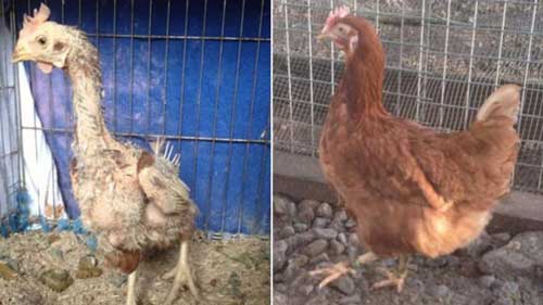 Adopted ex-Battery Hen before and after