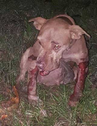 This poor thing was force into dog fighting