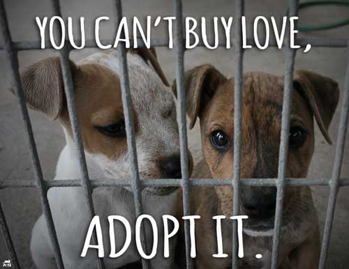 You can’t buy love – adopt it. Adopt a rescue pet to get lots of love